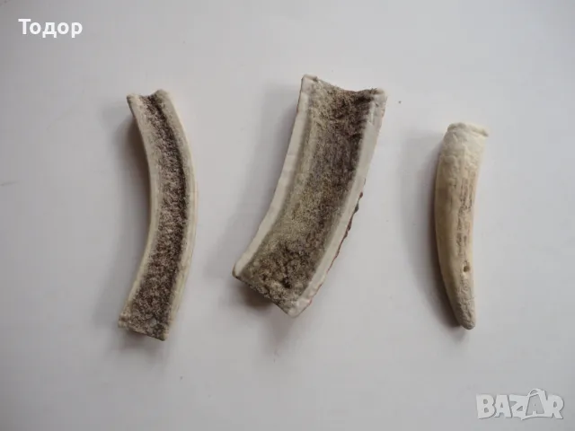 Рог рога 2, снимка 5 - Антикварни и старинни предмети - 50287884