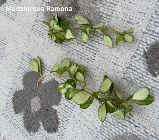 Hoya Heuskelyana variegata 