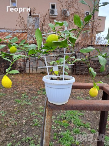 Продавам лимоново дръвче, снимка 1