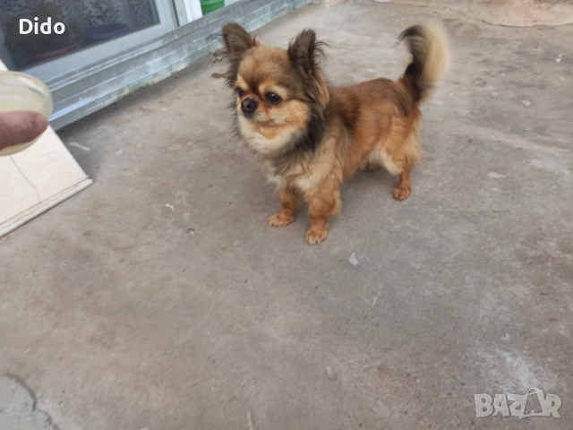 Мъжки чихуа за разплод