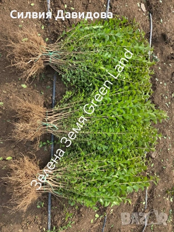 Лигуструм , снимка 3 - Градински цветя и растения - 53776491