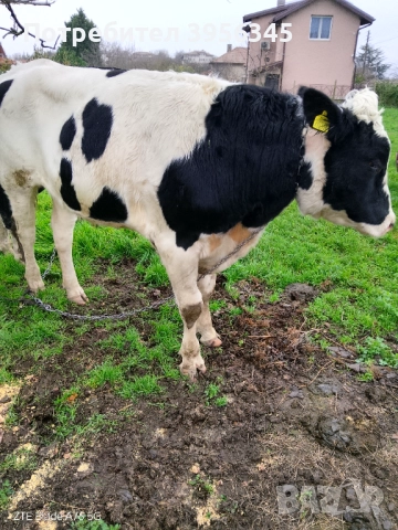 Бик1.5г Холщайн Кротък