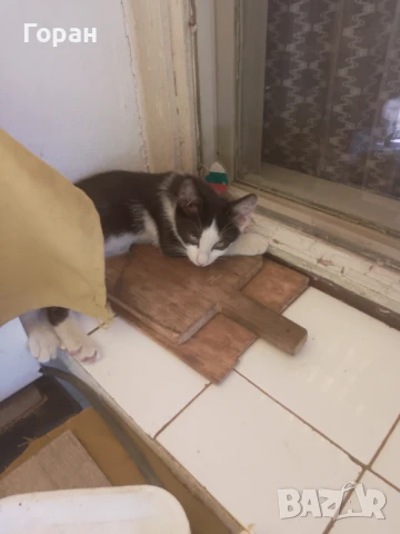 Подарявам малки котета , снимка 5 - Други - 50831081