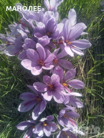 🪷🪷🪷Шафран🎁🌞👌