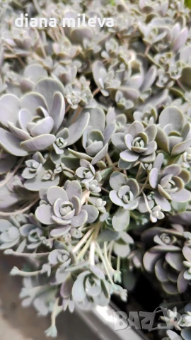 Седум Оростахис, Китайска шапка, Orostachys ‘Chinese Hat', снимка 6 - Градински цветя и растения - 51397227