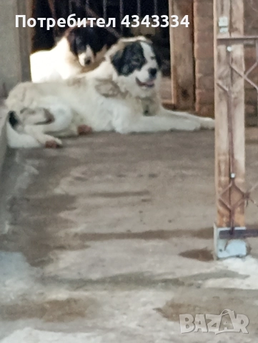 Българско овчарско куче, снимка 14 - Каракачанска овчарка - 51812904