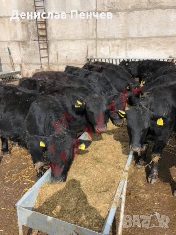 Хранилка за биволи, снимка 5 - За селскостопански - 34653702