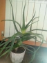 Голямо дървовидно лечебно алое-80см.височина , снимка 6