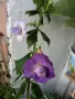 ахименес различни видове, снимка 3