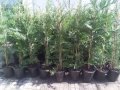 Кипарис лейланди( Cupressocyparis leylandii) Раземр 40-50см , снимка 8