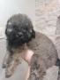 Мини пудел, снимка 3