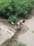 Кученца за трюфели , снимка 4