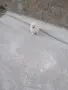 Mini Pomeran Momce, снимка 6