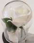 Изкуствена роза под стъклен похлупак, Дървена основа,Бяла, 17x11 см, снимка 3