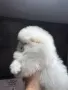 Померан момче и момиче, снимка 2