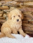 Пудел мини , снимка 7