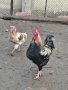 Домашни петли, снимка 10