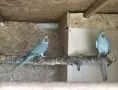 малък александър чифт , снимка 1