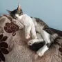 Подарявам мъжко котенце, снимка 9