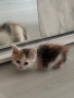 Турска ангорска котка за продажба , снимка 1