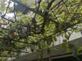 Продавам тъмно грозде,подходящо само за червено вино,обирате го цялото по асмите за 30  всичкото., снимка 9