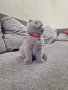 Шотландски клепоухи котенца , снимка 9