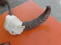  Чифт биволски рога , снимка 3