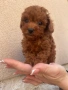 Мини пудел, снимка 2