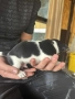 Джак ръсел териер , снимка 12