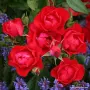🌹РОЗА 🌹 Black Forest Rose® 🌹, снимка 3