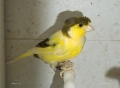 Женски певчески канарчета Орфей , снимка 5