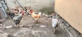 Продавам млади петли , снимка 2