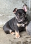 Френски Булдог/ French Bulldog, снимка 5