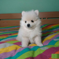 Чисто бели кученца померан в Померан в гр. Варна - ID42625193 — Bazar.bg