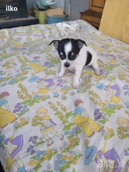 Прекрасни сладки пинчери, снимка 1