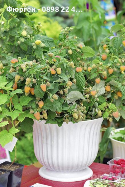 Мини джуджевидна - Саксийна Малина , Къпина и жълта Малина, снимка 1