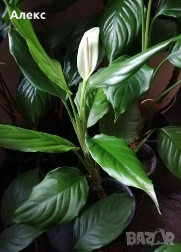 Спатифилум /Spathiphyllum cochlearispathum/, снимка 1