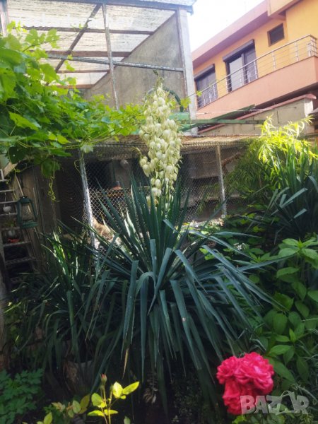 Вкоренени растения студоустойчива Юка на 1-3 год., снимка 1