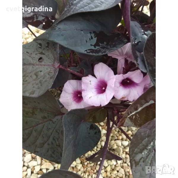 Ipomoea ‘Flora Mia Nero’ Импомеа, снимка 1