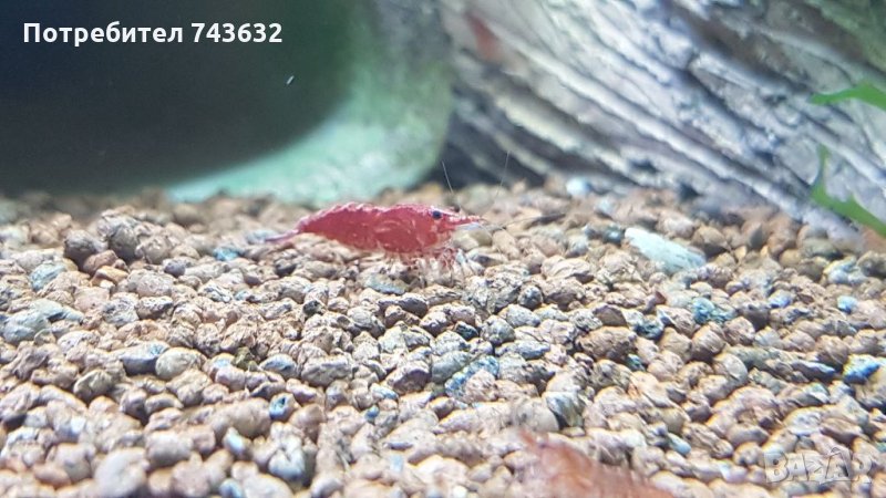Скарида NEOCARIDINA HETEROPODA VAR. RED, снимка 1