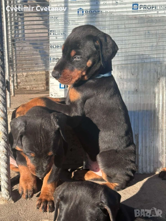 Доберманчета с родословни родители !, снимка 1