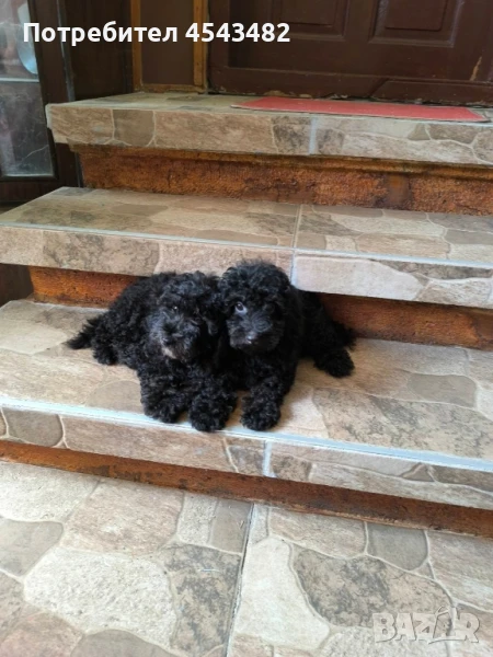 той пудел на 3 месеца , снимка 1