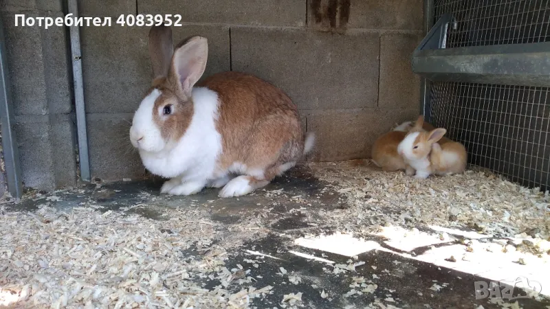 най различни зайци, снимка 1