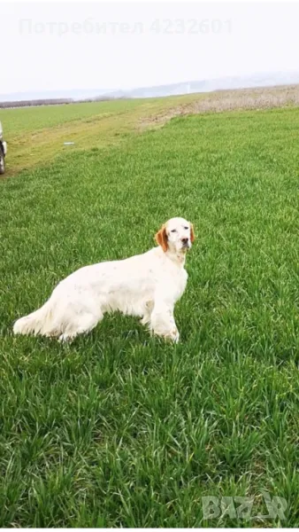 Английски сетер, снимка 1