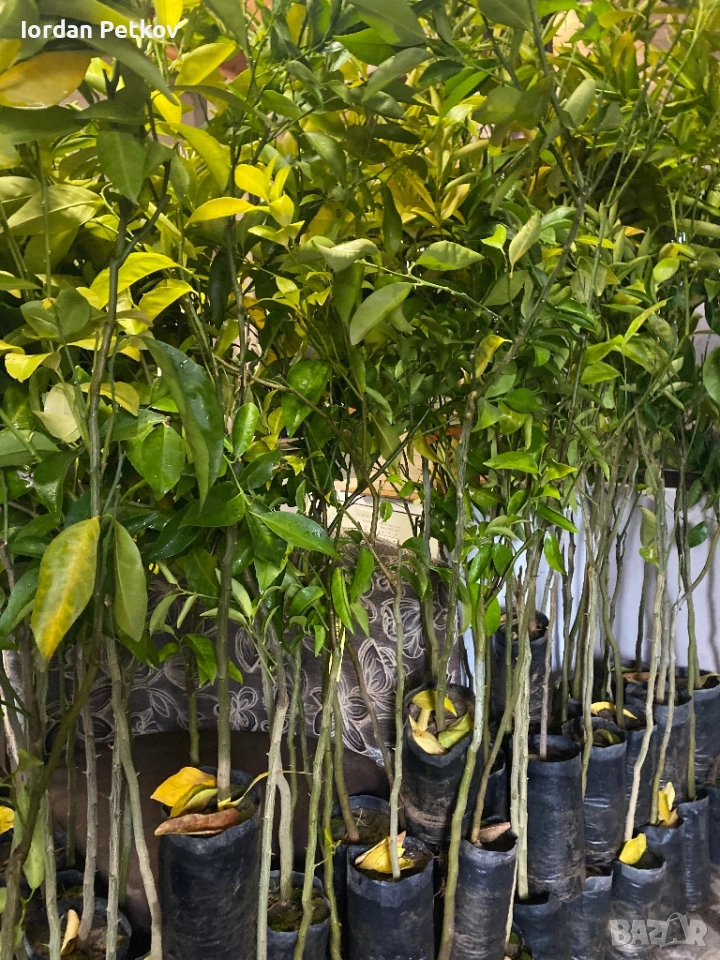 Лион, Мандарина, Портокал, снимка 1