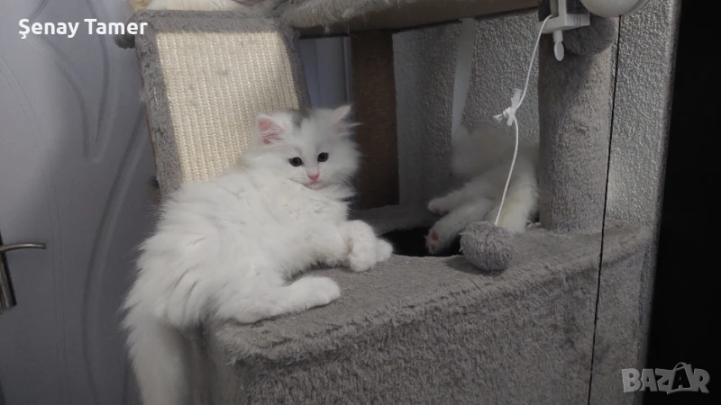 Персийски котенца, снимка 1