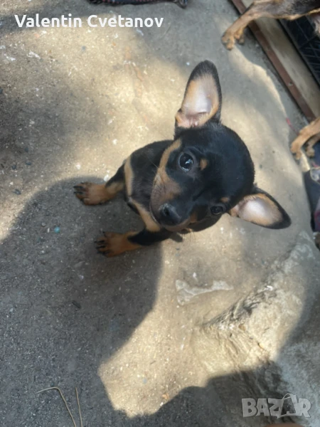 Пинчери , снимка 1