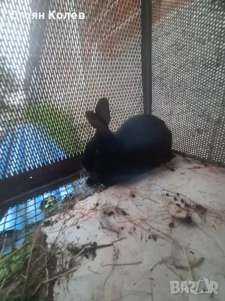 Продавам зайче, снимка 1