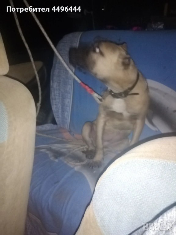 Свободно родословно питбулчвще, снимка 1