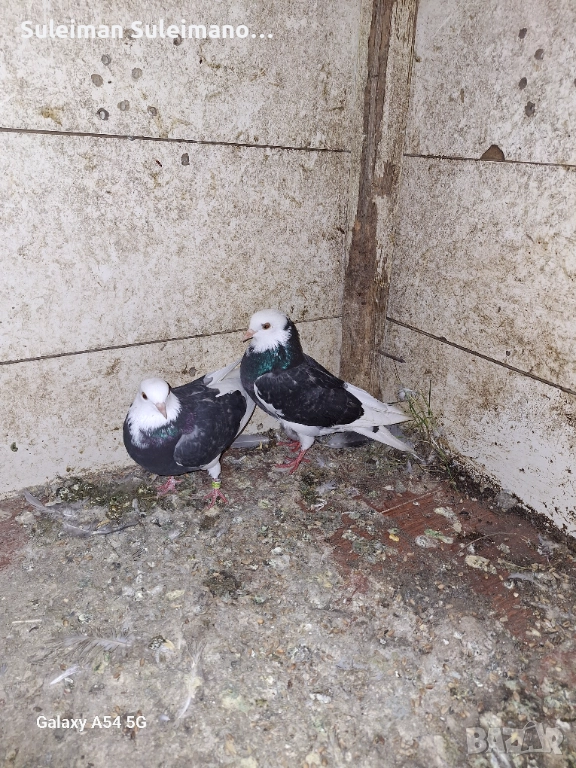 Млада двойка Типлери и млада двойка неврени 80 лв, снимка 1